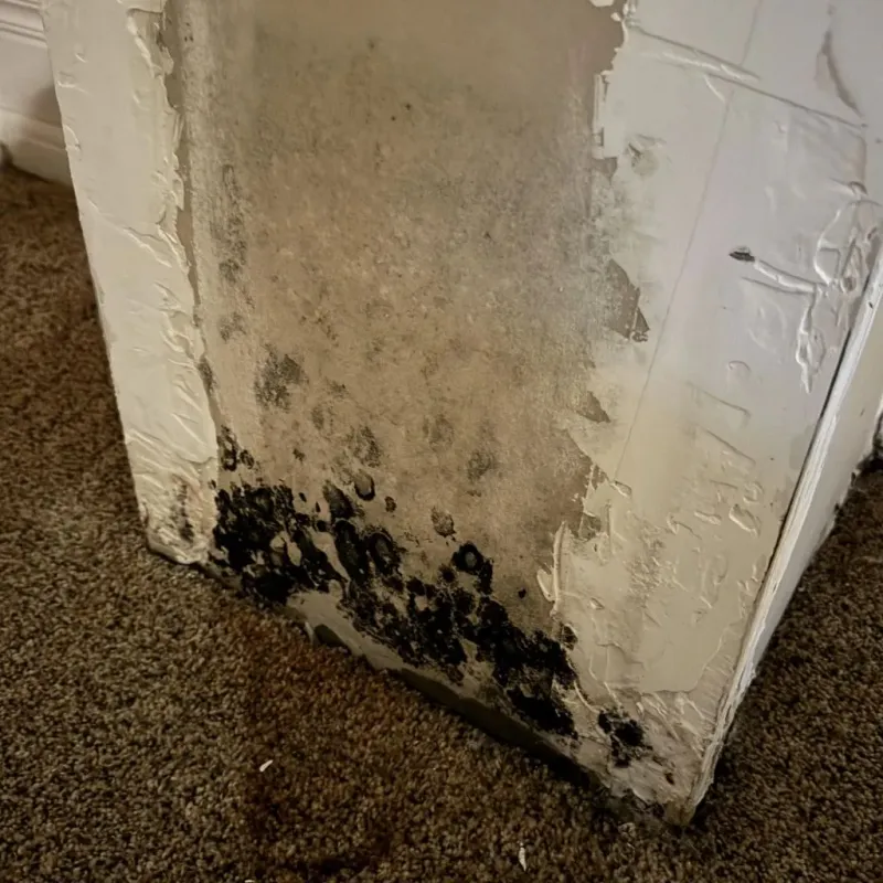 Professional Mold Removal in Page, AZ